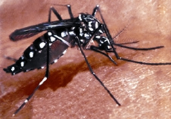 চিত্র:MosquitoAdes.jpg