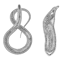 চিত্র:NematodePlant.jpg