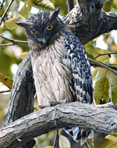 চিত্র:OwlBrownFish.jpg