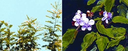 চিত্র:DyePlant2.jpg