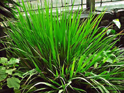 চিত্র:LemonGrass.jpg