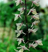 চিত্র:OrnamentalPlants7.jpg