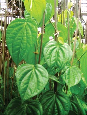 চিত্র:BetlePiper.jpg
