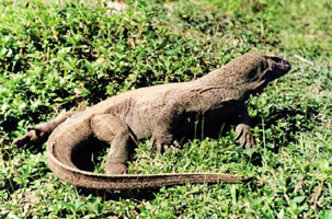 চিত্র:LizardMonitorReptile.jpg