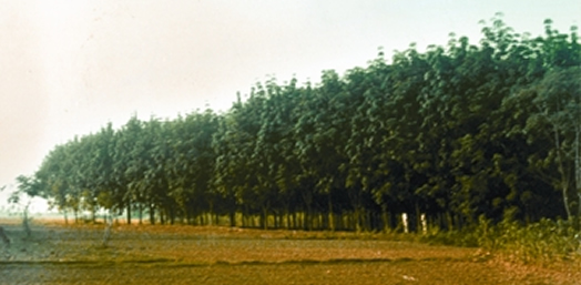 চিত্র:RubbarGarden.jpg