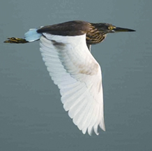 চিত্র:HeronIndianPond.jpg