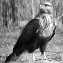 চিত্র:BuzzardLong-legged.jpg
