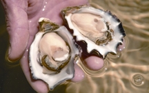 চিত্র:Oyster.jpg
