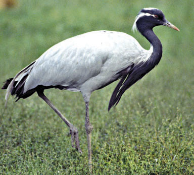 চিত্র:CraneDemoiselle.jpg