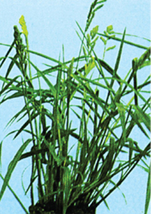 চিত্র:Herb2.jpg