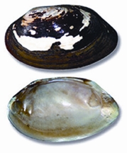 চিত্র:ClamsMussels.jpg