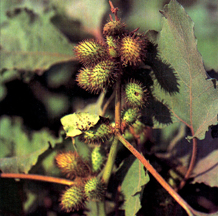 চিত্র:FloraPalant2.jpg