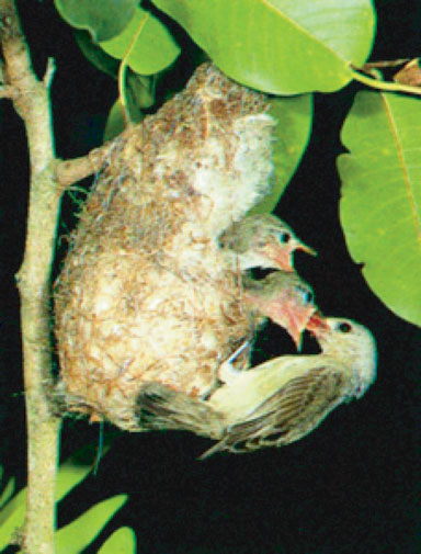 চিত্র:Flowerpecker.jpg