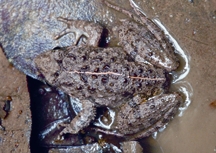 চিত্র:FrogToad3.jpg