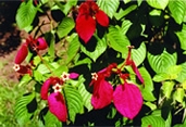 চিত্র:GardenFlowerMusaenda.jpg