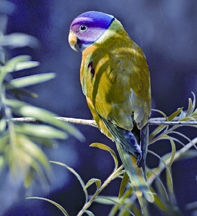 চিত্র:ParakeetPlum-headedParakeet.jpg