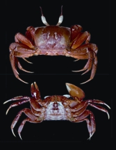 চিত্র:Crab2.jpg