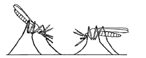 চিত্র:MosquitoAnopheles.jpg