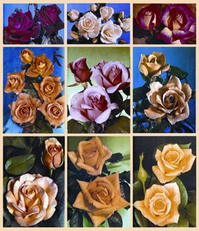 চিত্র:Rose.jpg