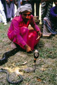 চিত্র:SnakeCharmer.jpg