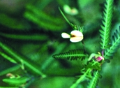 চিত্র:WildFlower08Shola.jpg