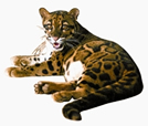 চিত্র:CatLeopard.jpg