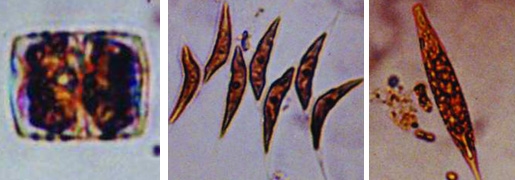 চিত্র:FreshwaterPlant2.jpg