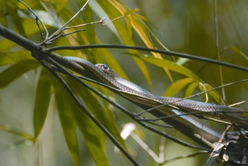 চিত্র:SnakePtyasKorros.jpg
