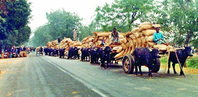 চিত্র:LivestockTransportation.jpg