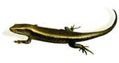 চিত্র:Lizard3.jpg