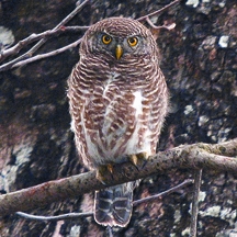 চিত্র:OwlAsianBarred.jpg