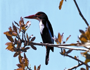 চিত্র:KingfisherWhite-breasted.jpg