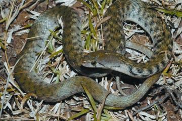 চিত্র:SnakeXenochrophisPiscator.jpg
