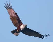 চিত্র:KiteBrahminy.jpg