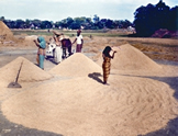 চিত্র:Paddy.jpg