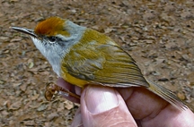 চিত্র:TailorbirdMountain.jpg