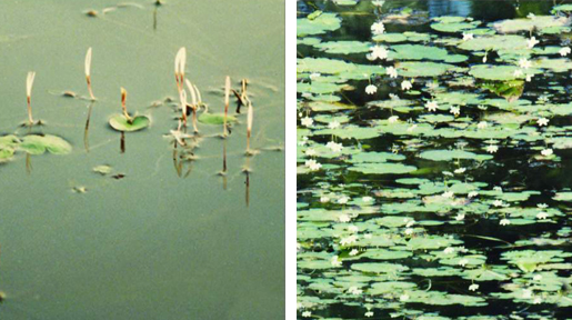চিত্র:FreshwaterPlant0.jpg