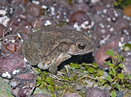 চিত্র:FrogToadBufoMelanostictus.jpg