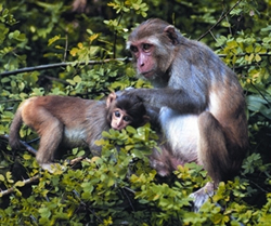 চিত্র:PrimatesMacaque.jpg