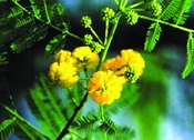 চিত্র:WildFlower01babla.jpg