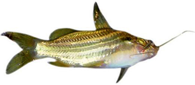 চিত্র:Tengra.jpg