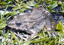 চিত্র:FrogToadHoplobatrachusCrassus.jpg