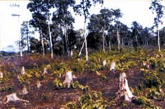 চিত্র:Deforestation.jpg