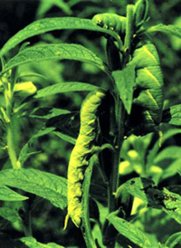 চিত্র:Sesame2.jpg