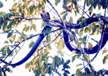 চিত্র:CobraKing.jpg