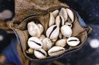 চিত্র:Cowrie.jpg