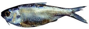 চিত্র:Chapila.jpg