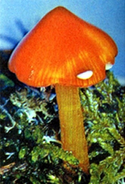 চিত্র:Mushroom1.jpg