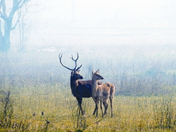 চিত্র:RucervusDuvaucelii.jpg
