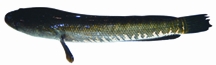 চিত্র:BiodiversityShole.jpg